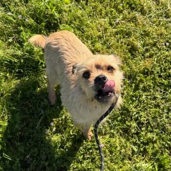 Albite -  Brussels Griffon and Pug Dog for Adoption in Chico, California - Albite | PetCurious