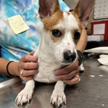 Yoda -  Jack Russell Terrier Dog for Adoption in Newport, North Carolina - Yoda | PetCurious