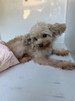 A662369 -  Shih Tzu Dog for Adoption in Houston, Texas - A662369 | PetCurious