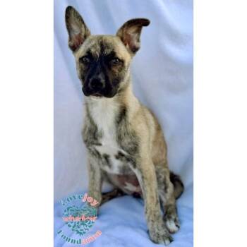 Dutch Shepherd Dogs Available for Adoption - Mara | PetCurious