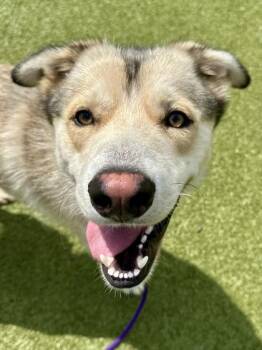 Plush Blanket -  Mixed Breed Dog for Adoption in Wichita, Kansas - Plush Blanket | PetCurious