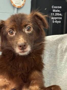 Cocoa -  Mixed Breed Dog for Adoption in Westwood, New Jersey - Cocoa | PetCurious