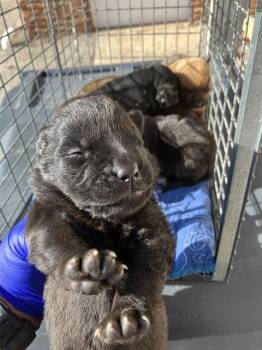 Mixed Breed Dogs Available for Adoption in Dallas, Texas - KELLI | PetCurious