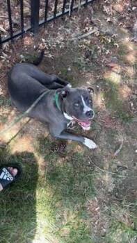 Toby -  Mixed Breed Dog for Adoption in Fairfax, Virginia - Toby | PetCurious