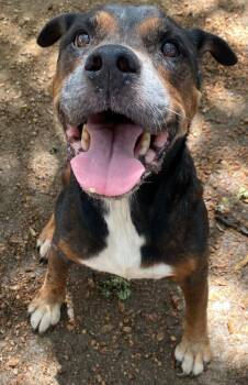 Gator -  Mixed Breed Dog for Adoption in Lockhart, Texas - Gator | PetCurious