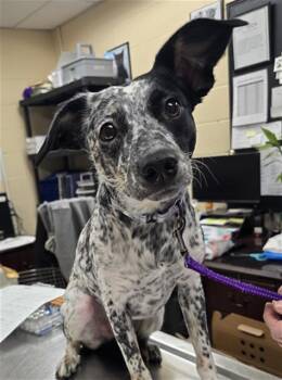 Australian Cattle Dog Blue Heeler and Mixed Breed Dogs Available for Adoption - ICEE | PetCurious