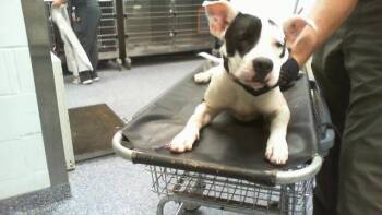 A1269192 -  Pit Bull Terrier and Mixed Breed Dog for Adoption in Charlotte, North Carolina - A1269192 | PetCurious