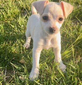 Chihuahua and Mixed Breed Dogs Available for Adoption in Henderson, Nevada - Chai | PetCurious