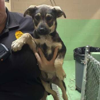 Mixed Breed Dogs Available for Adoption in Gadsden, Alabama - Tahoe | PetCurious