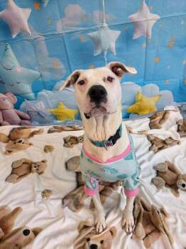 Powder -  Pit Bull Terrier Dog for Adoption in Indianapolis, Indiana - Powder | PetCurious