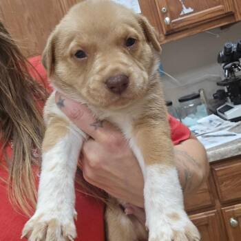 Hazel 090505U -  Shepherd and Mixed Breed Dog for Adoption in Tupelo, Mississippi - Hazel 090505U | PetCurious