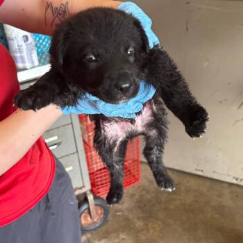 Shepherd Dogs Available for Adoption in Birmingham, Alabama - Jim | PetCurious