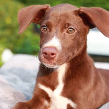 CT Aliza -  Labrador Retriever and Mixed Breed Dog for Adoption in Stormville, New York - CT Aliza | PetCurious