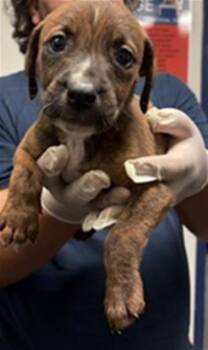 Tim - URGENT -  Pit Bull Terrier Dog for Adoption in Thousand Oaks, California - Tim - URGENT | PetCurious