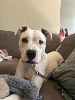 Rescue Pit Bull Terrier Dogs for Adoption in Grove City, Ohio - Butterscotch | PetCurious