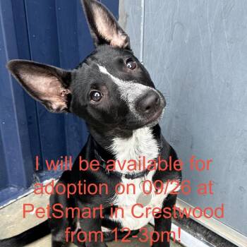 Plum -  Shepherd and Mixed Breed Dog for Adoption in Matteson, Illinois - Plum | PetCurious