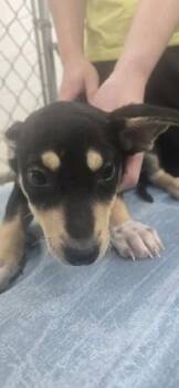 Mel -  Terrier and Mixed Breed Dog for Adoption in Paducah, Kentucky - Mel | PetCurious