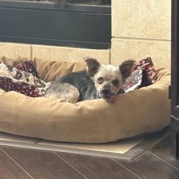 Rescue Yorkshire Terrier Dogs for Adoption in Houston, Texas - Stitch (Dallas) | PetCurious