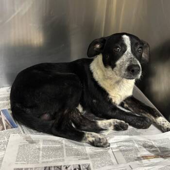 Bruce -  Australian Cattle Dog Blue Heeler and Mixed Breed Dog for Adoption in Corpus Christi, Texas - Bruce | PetCurious