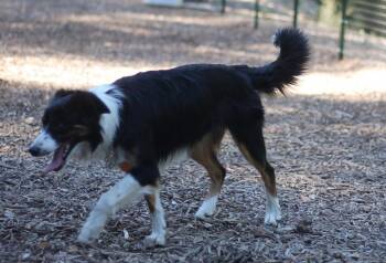 Tri -  Border Collie Dog for Adoption in Paso Robles, California - Tri | PetCurious