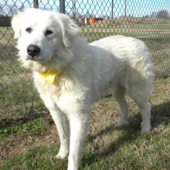 Mixed Breed Dogs Available for Adoption in Jeffersonville, Indiana - Vanilla | PetCurious