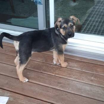 Mixed Breed Dogs Available for Adoption in Edmonton, Alberta - Cadbury | PetCurious