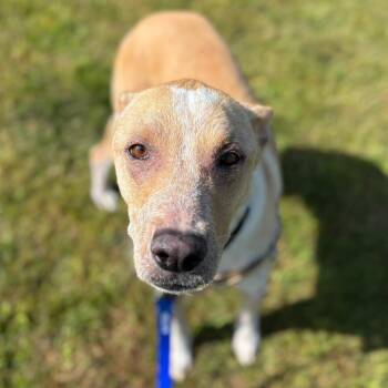 Axel -  Labrador Retriever and Mixed Breed Dog for Adoption in Dover, New Hampshire - Axel | PetCurious