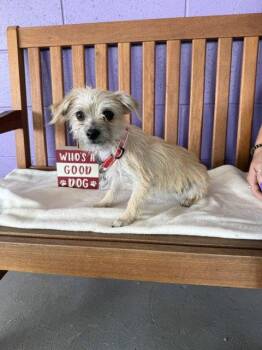 **FARRAH** -  Yorkshire Terrier Dog for Adoption in North Prairie, Wisconsin - **FARRAH** | PetCurious