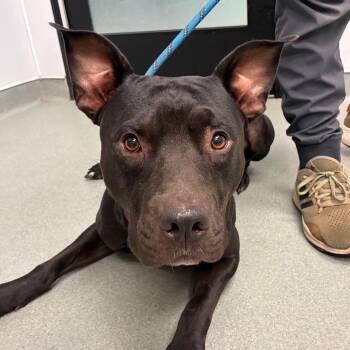 Drake -  Staffordshire Bull Terrier and Mixed Breed Dog for Adoption in Abilene, Texas - Drake | PetCurious