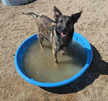 Rescue Belgian Shepherd Malinois and German Shepherd Dog Dogs for Adoption in Silver Springs, Nevada - Duchess | PetCurious