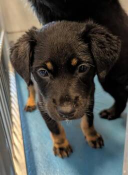 MAGIC -  Mixed Breed Dog for Adoption in Dallas, Texas - MAGIC | PetCurious