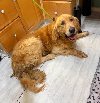 Golden Retriever Dogs Available for Adoption in Benton, Louisiana - Chonk (NOT YET AVAILABLE) | PetCurious