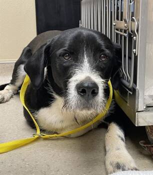 PERU -  German Wirehaired Pointer and Great Pyrenees Dog for Adoption in Clyde, North Carolina - PERU | PetCurious
