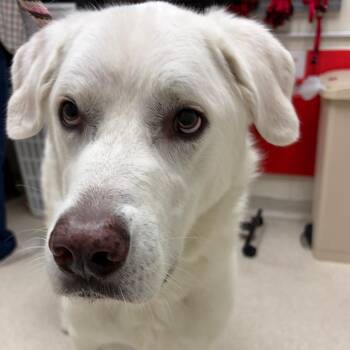 Great Pyrenees Dogs Available for Adoption in Murray, Utah - Athena | PetCurious