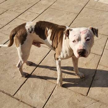 Rescue American Bulldog Dogs for Adoption in Hackett, Arkansas - Bruce | PetCurious