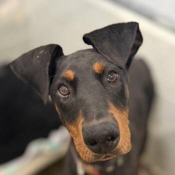 Kiko -  Doberman Pinscher Dog for Adoption in Sacramento, California - Kiko | PetCurious