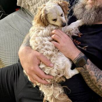 Poodle and Chihuahua Dogs Available for Adoption - Coquito | PetCurious