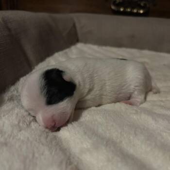 Roxy baby 2 -  Chihuahua and Mixed Breed Dog for Adoption in Ferndale, Washington - Roxy Baby 2 | PetCurious