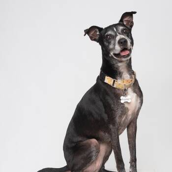 Lilly -  Labrador Retriever and Greyhound Dog for Adoption in Mooresville, North Carolina - Lilly | PetCurious