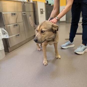 Shepherd and Mixed Breed Dogs Available for Adoption in Norman, Oklahoma - Tyler | PetCurious