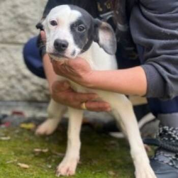 Rescue Terrier Dogs for Adoption in Fairfax, Virginia - Paisley G | PetCurious