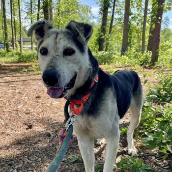 Mixed Breed Dogs Available for Adoption in Greensboro, North Carolina - King Lu | PetCurious