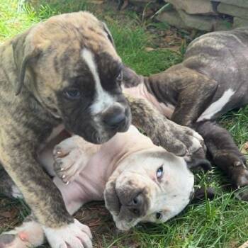 Mastiff Dogs Available for Adoption in Manchester, Pennsylvania - Frederick Minion