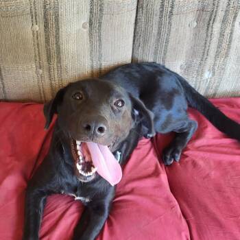 Rescue Black Labrador Retriever and Mixed Breed Dogs for Adoption in Wadena, Minnesota - Danni | PetCurious