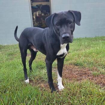 Gordo Bear -  German Shepherd Dog and Black Labrador Retriever Dog for Adoption in Savannah, Georgia - Gordo Bear | PetCurious