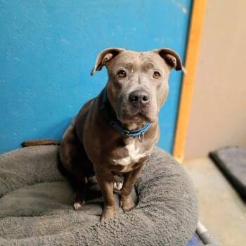Sylvia -  Bull Terrier Dog Available for Adoption in Waxahachie, Texas - Sylvia | PetCurious