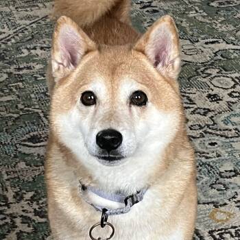 Shiba Inu Dogs Available for Adoption - Foxy | PetCurious
