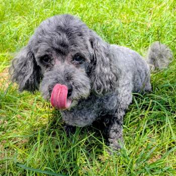 Negra Gonzalez -  Miniature Poodle Dog for Adoption in Houston, Texas - Negra Gonzalez | PetCurious