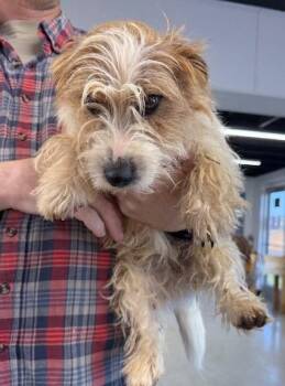 Jack Russell Terrier Dogs Available for Adoption in Thompson Falls, Montana - Easy | PetCurious