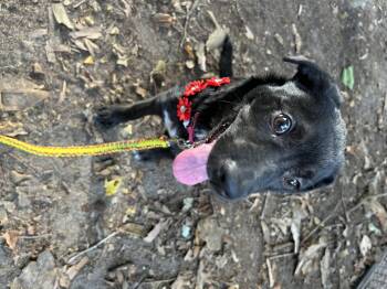 Rescue Black Labrador Retriever Dogs for Adoption in Cape Fear, North Carolina - Shante | PetCurious